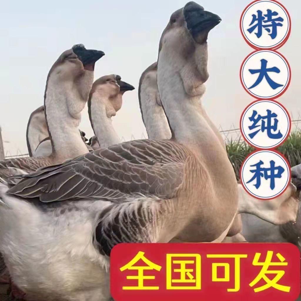 富达诚信养殖