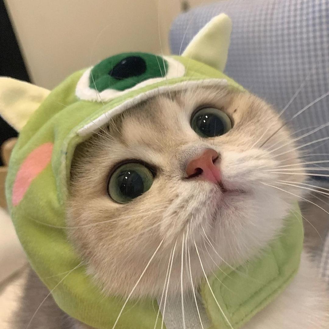 洋洋洋