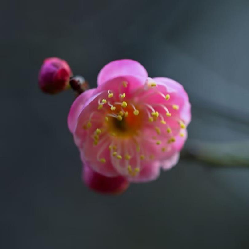 魏家爸爸