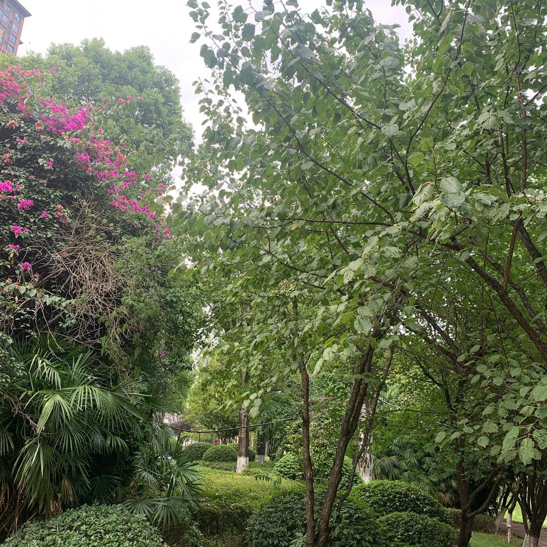 三菇凉（找老伴）