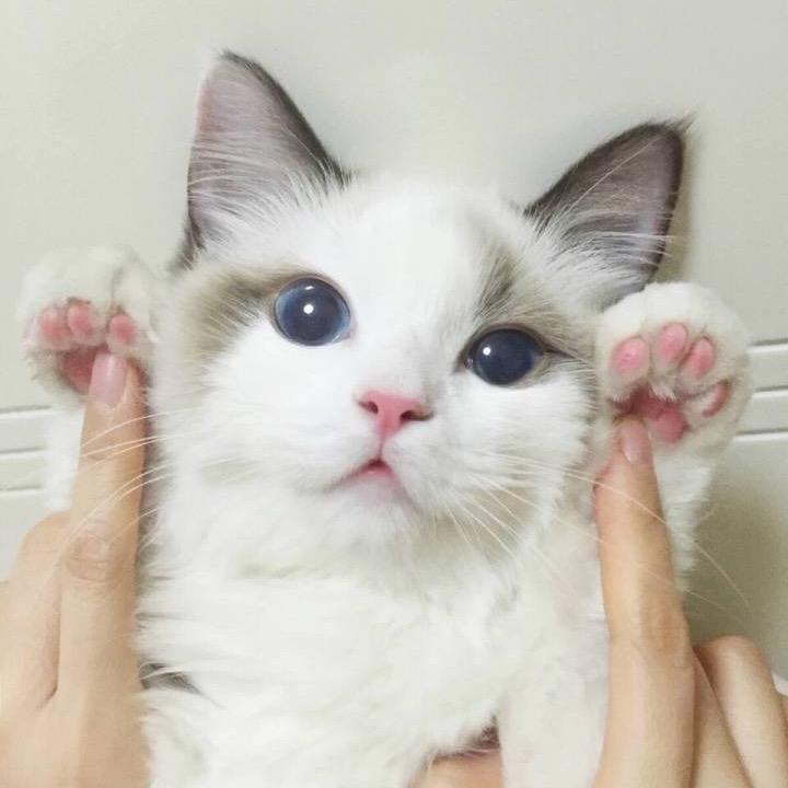 美式汽水