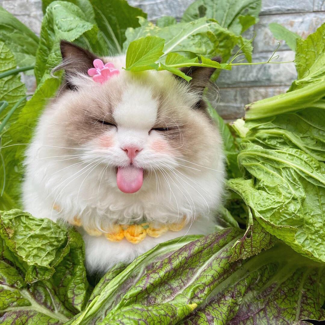 小莫纪录日记