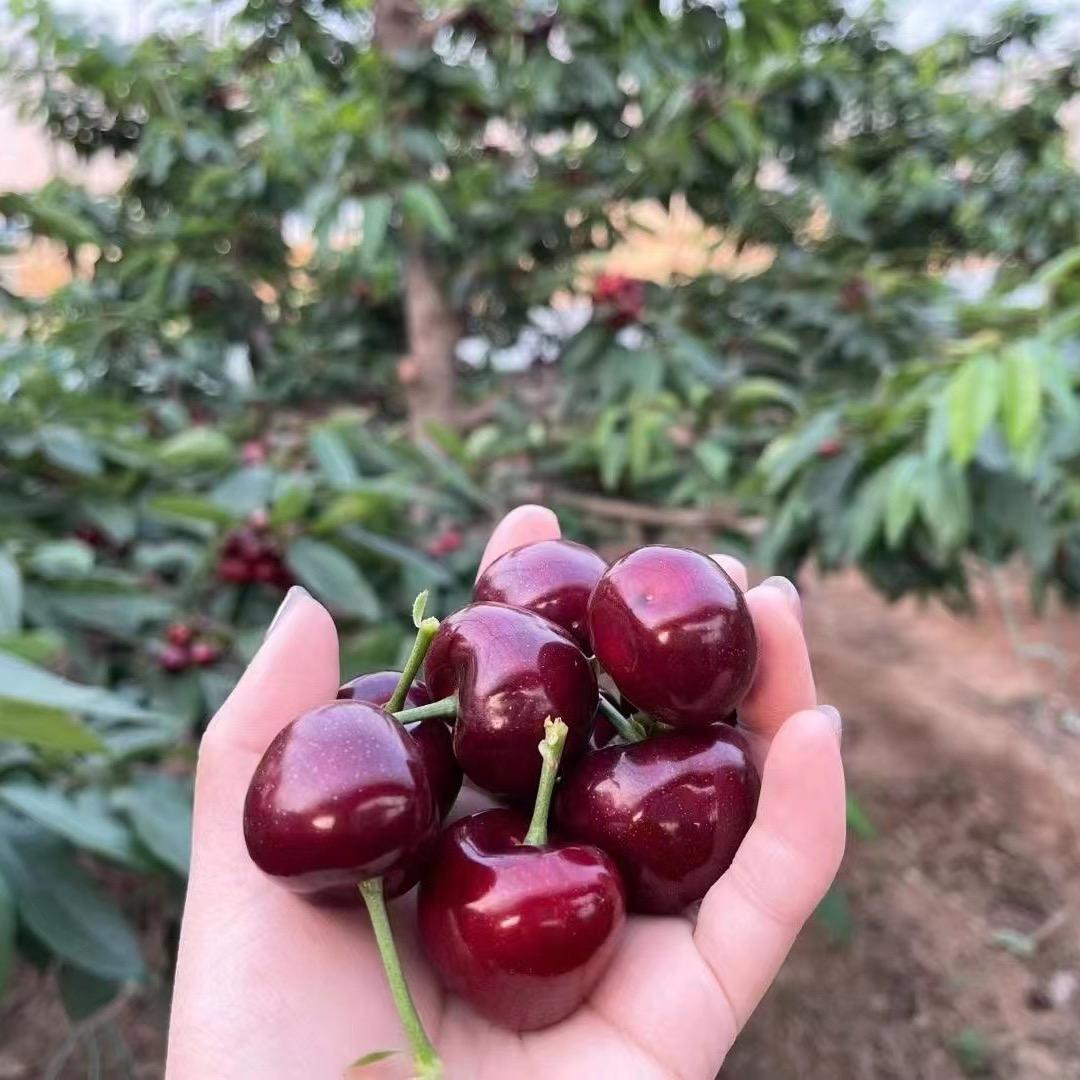 壹两生鲜小葛大连樱桃