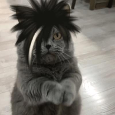 一碗喵喵