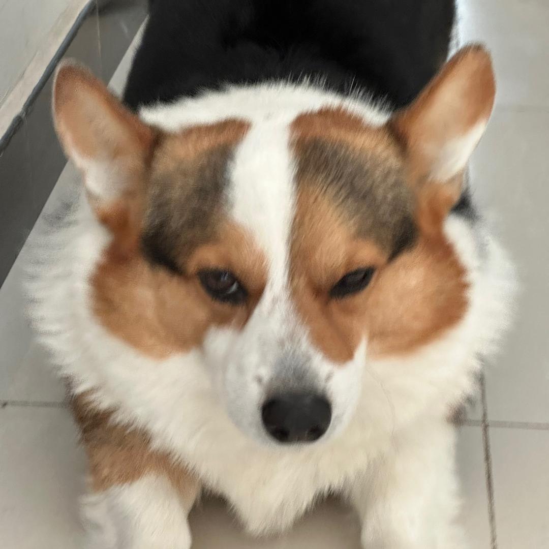 阿尔法一家