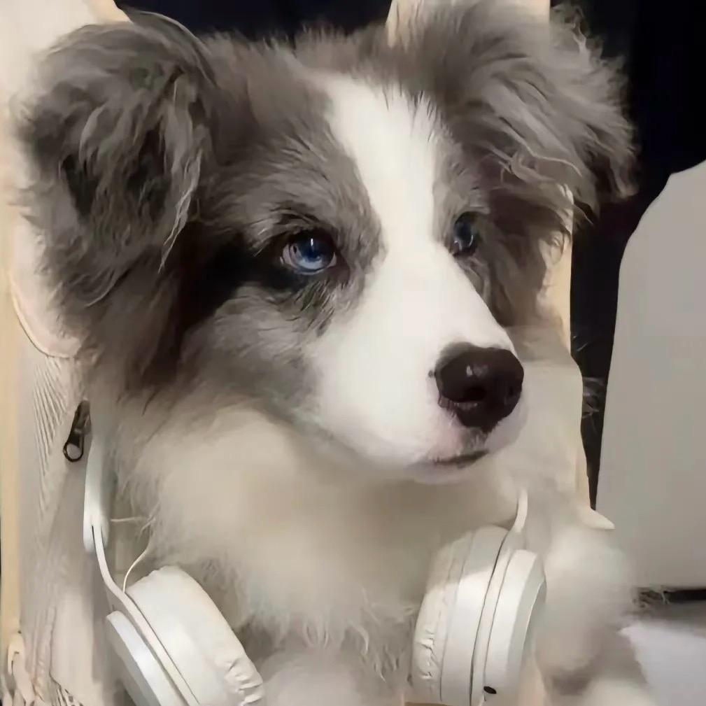 皮皮宠物之家(不回私信)