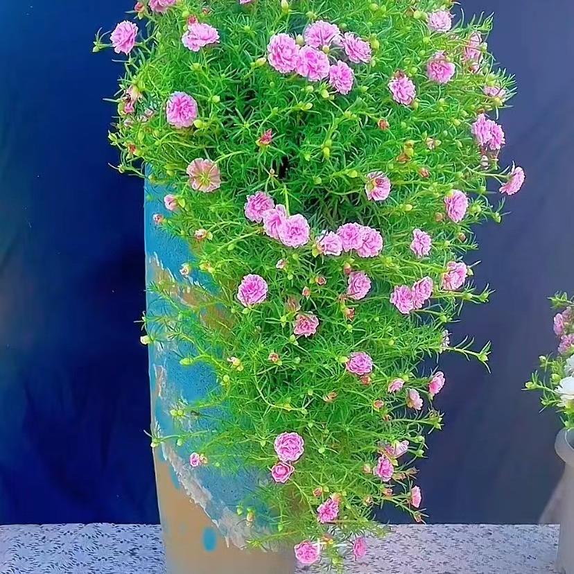 冉冉太阳花