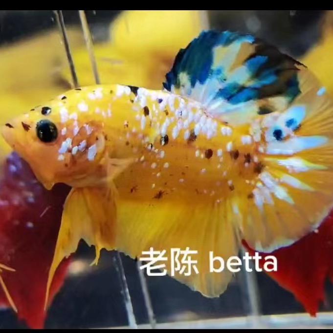 老陈Betta