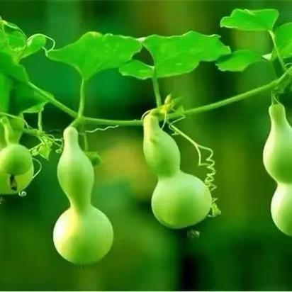 馨意工艺葫芦（批发，零售）