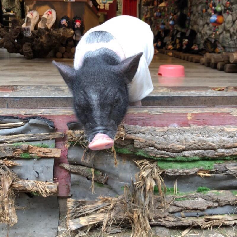 樱桃小丸子😄