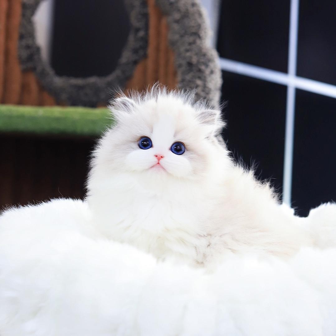 Abigail布偶猫直播号