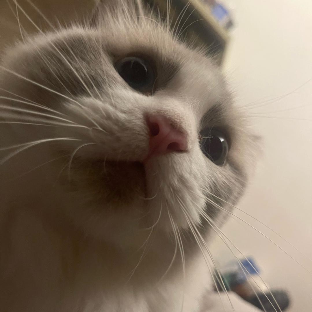 玖