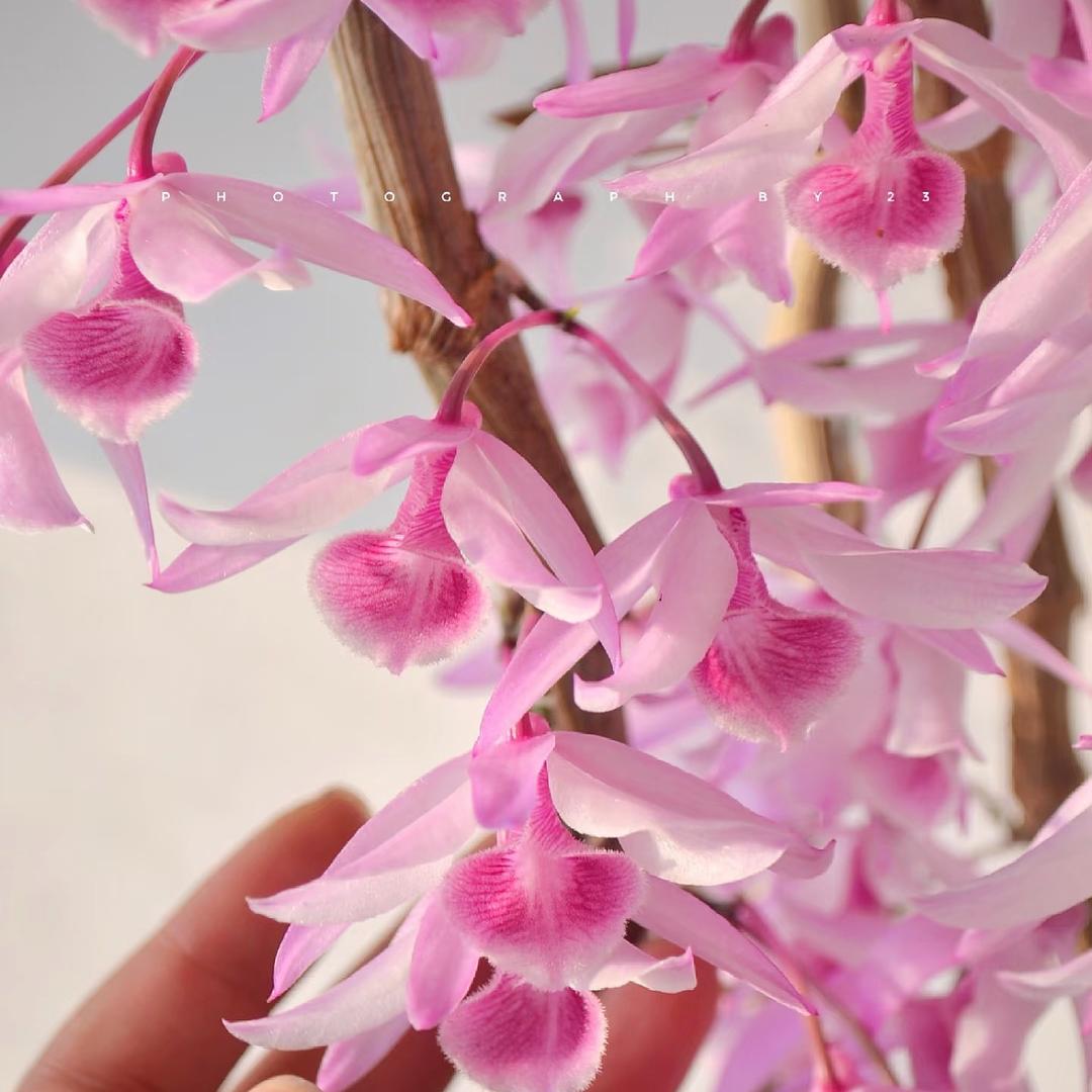 暖暖花香阁阁