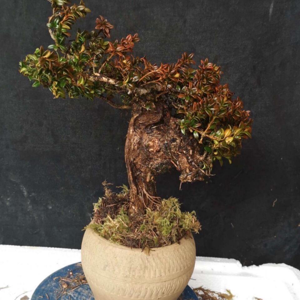 小钥绿植店