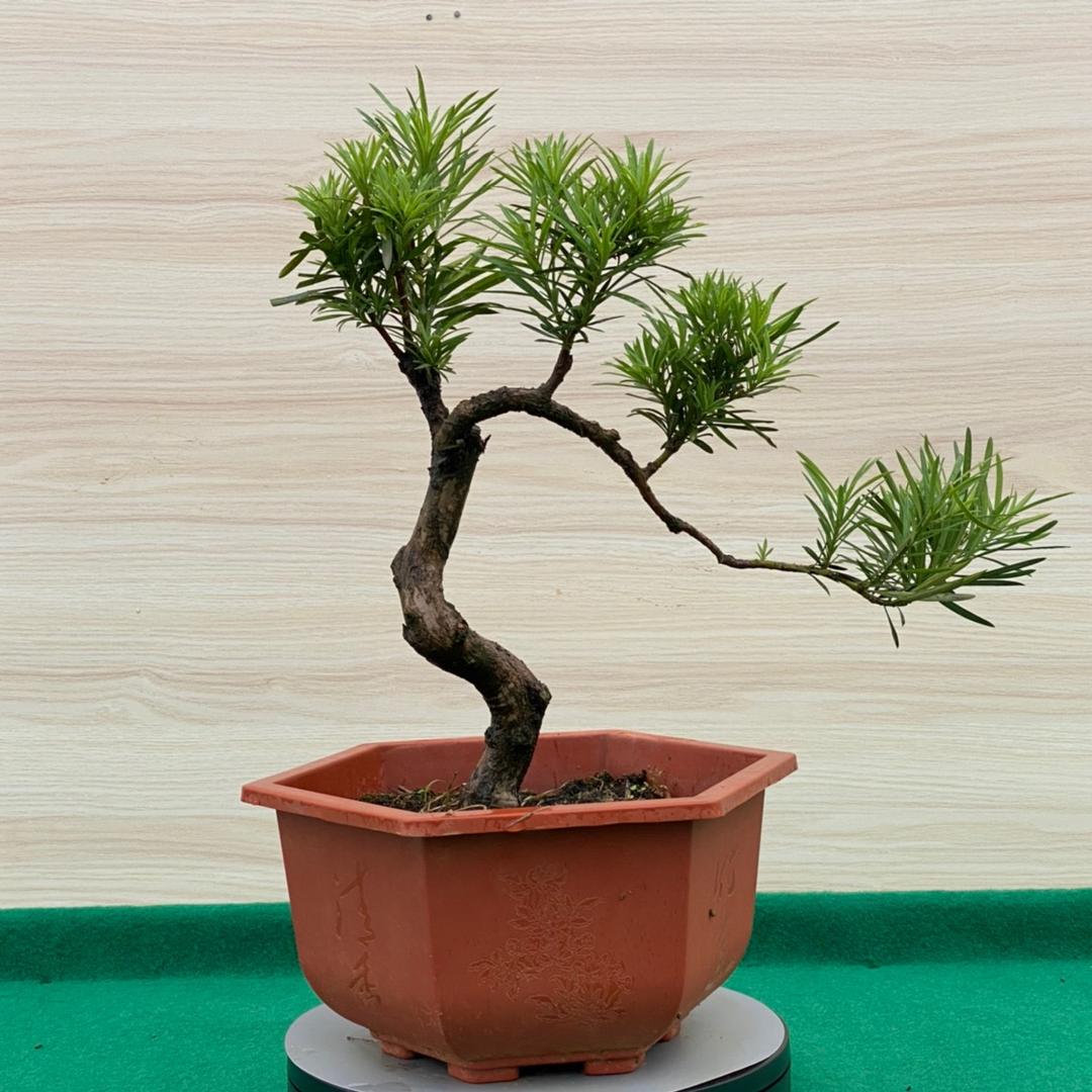 大表哥苗木场