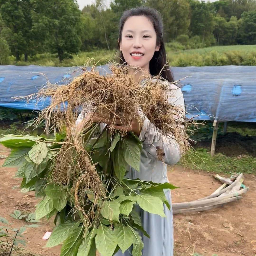 长白山小两口参精选