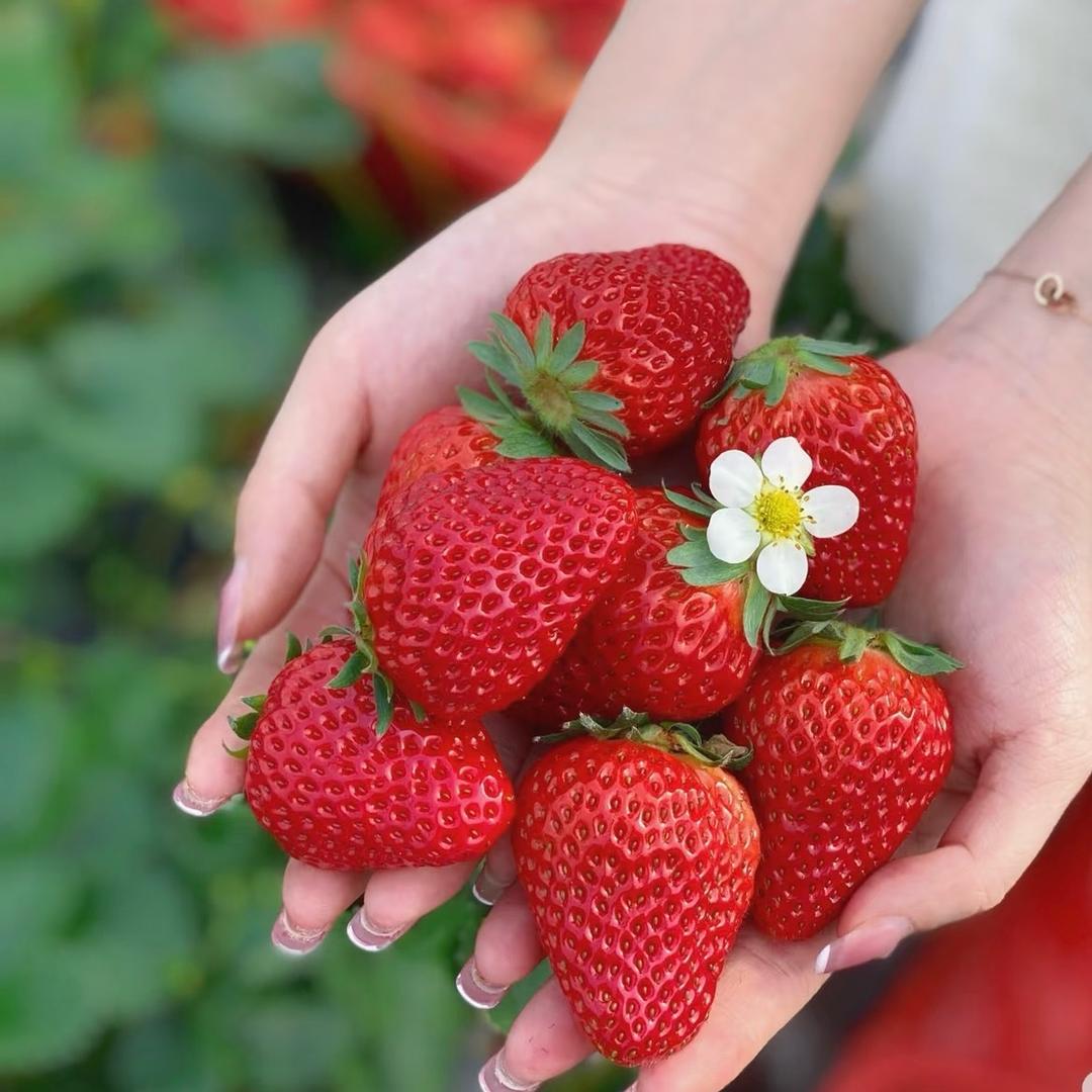孝义晓玉草莓采摘园🍓