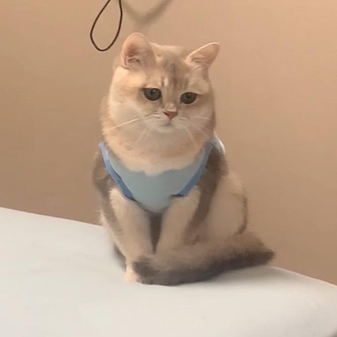 奶呼呼的小甜筒🍦