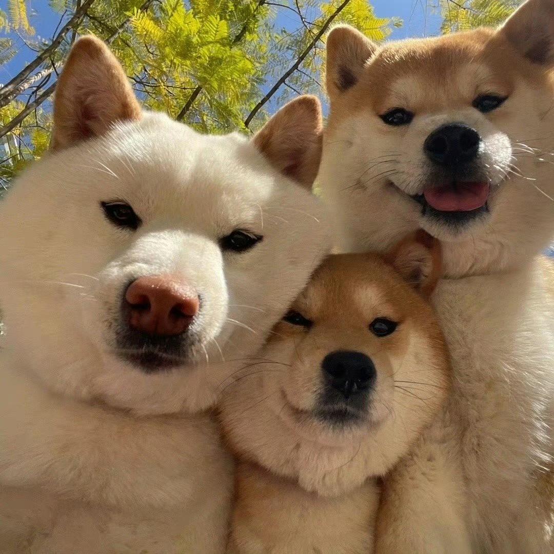 不会打怪兽的奥特曼🤷‍♀️