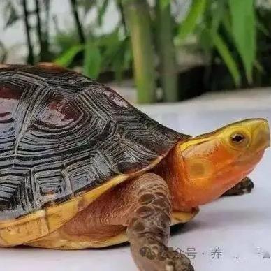 琉球群岛黄缘闭壳龟