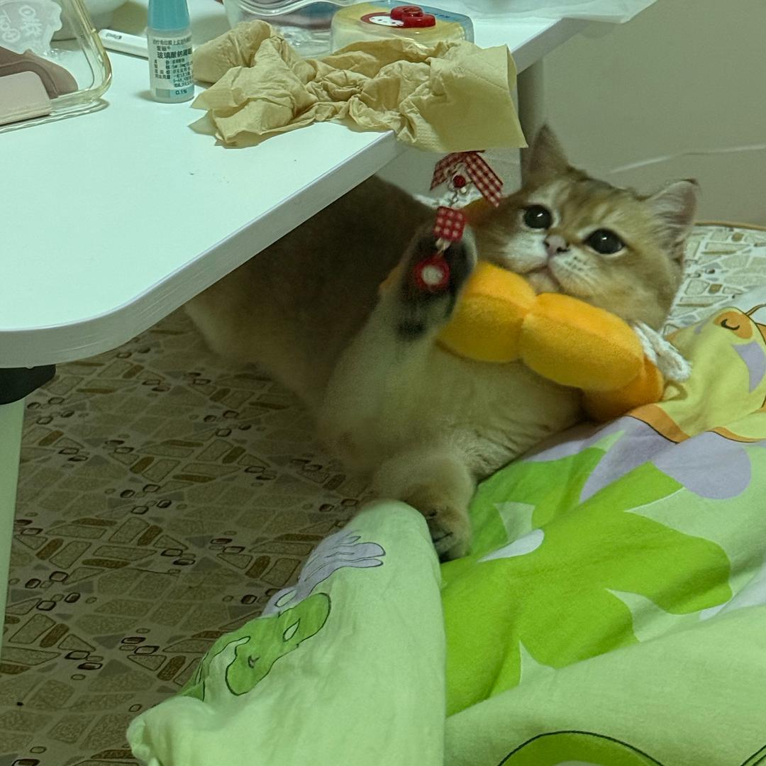 梧桐
