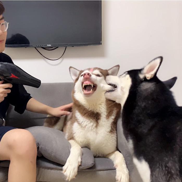 锤子啊二条