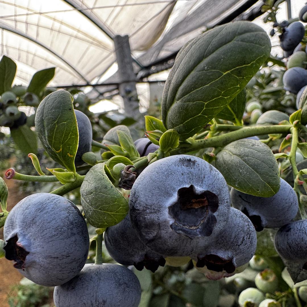 勤果水果专营店