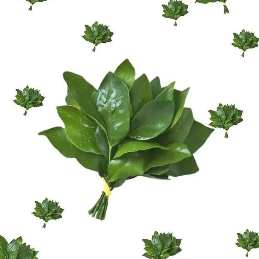 茜茜
