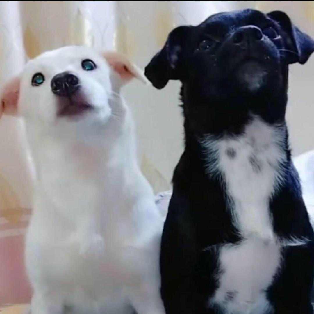 小黑小白彩炫商行@抖音