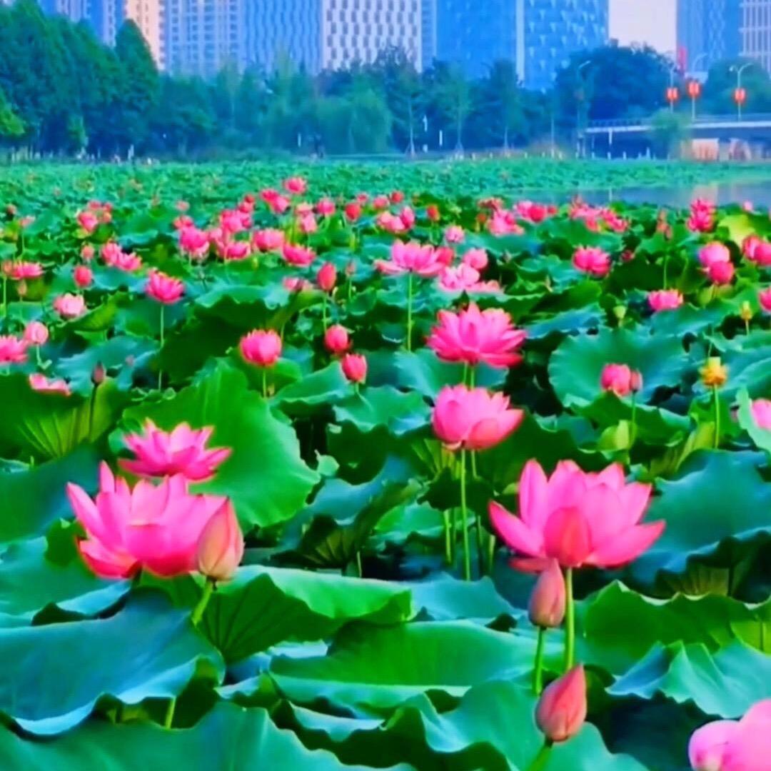 胡三孃