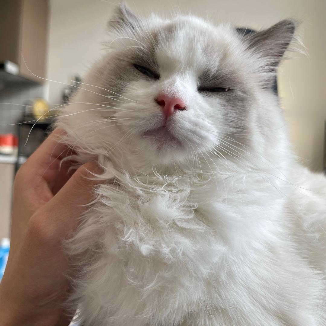古德古德