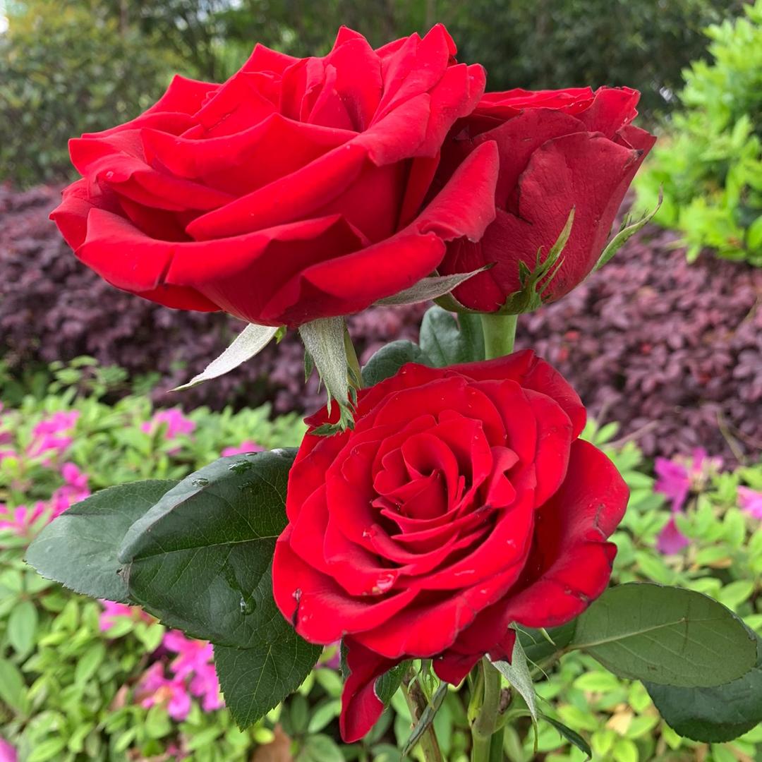 芹菜