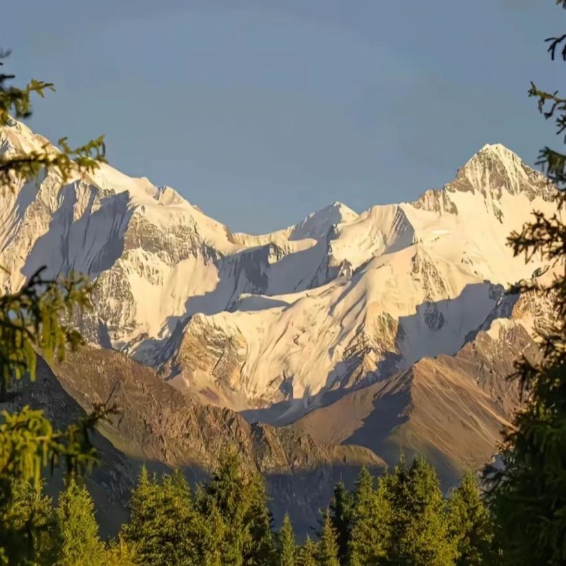 今天你养白猫了嘛