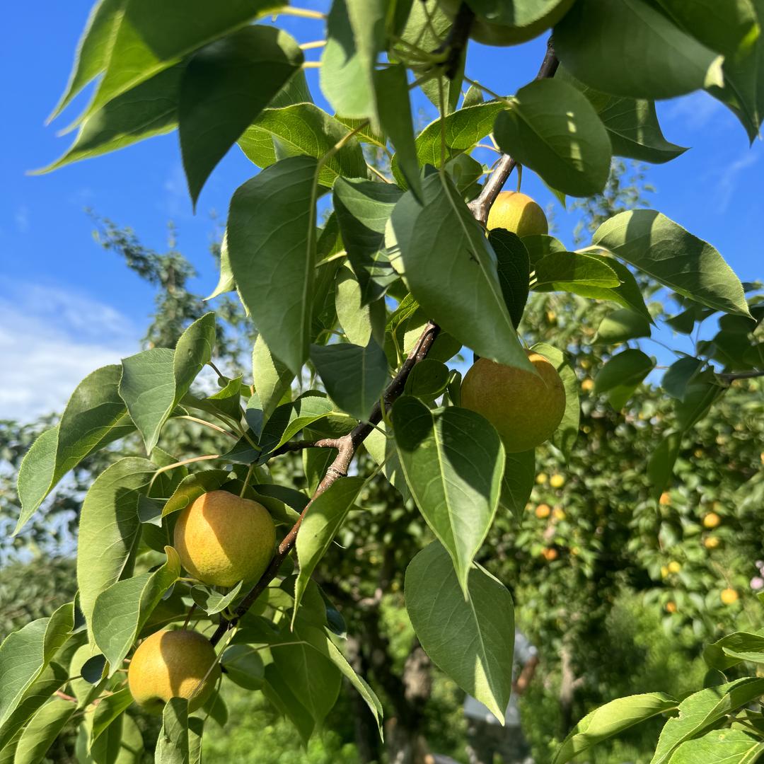 琪琪水果特产零售店