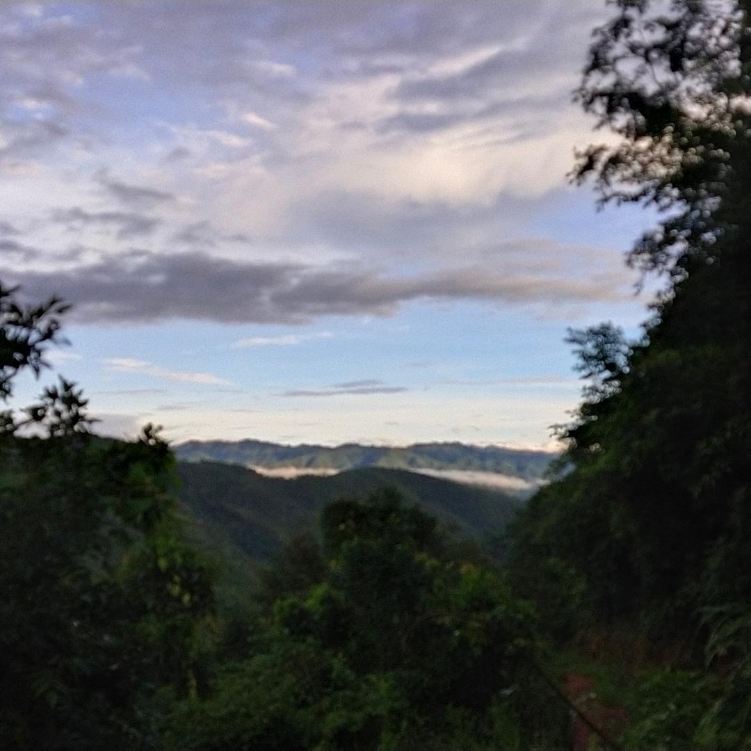 丙麻柑橘种植户