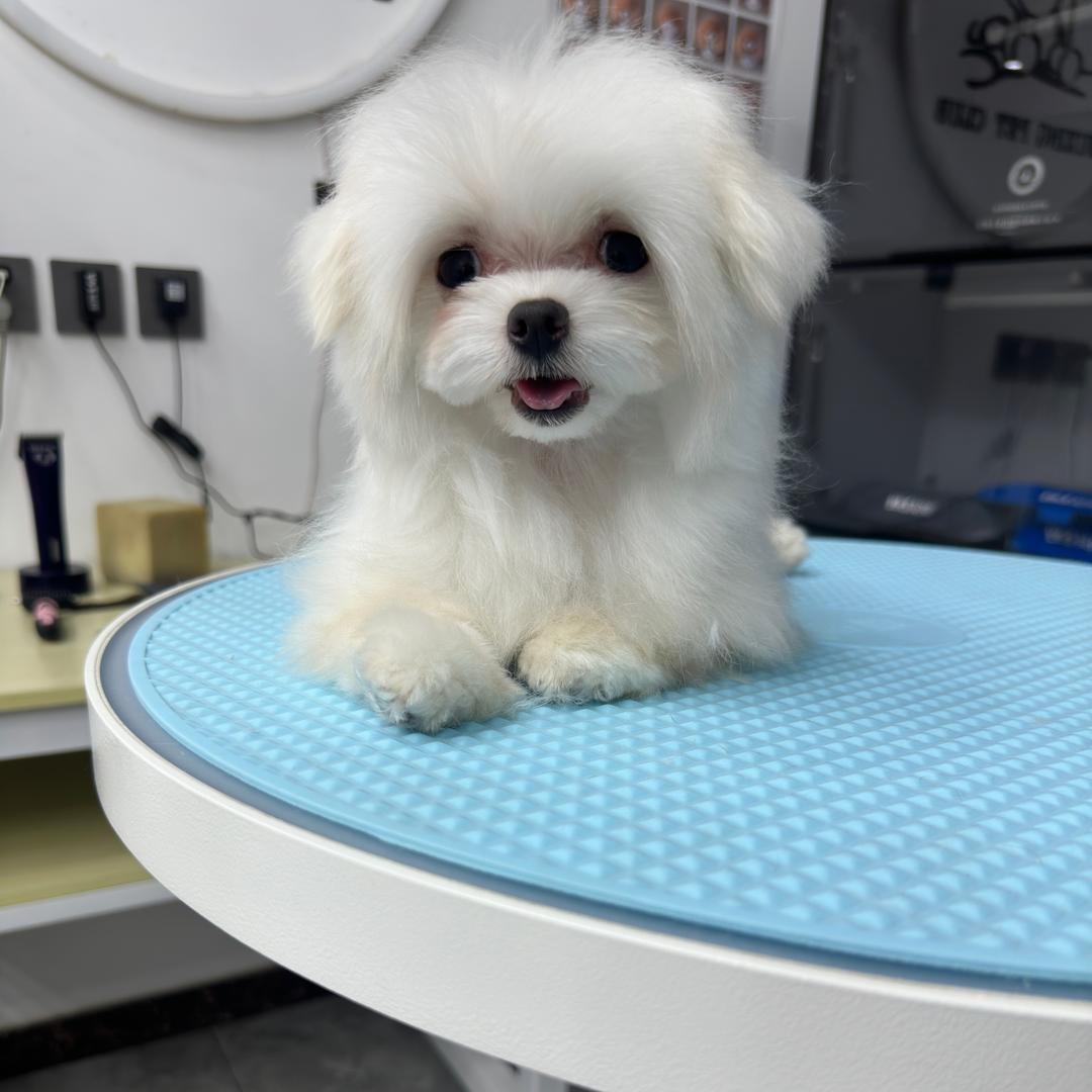 大唐小马🐶马尔济斯