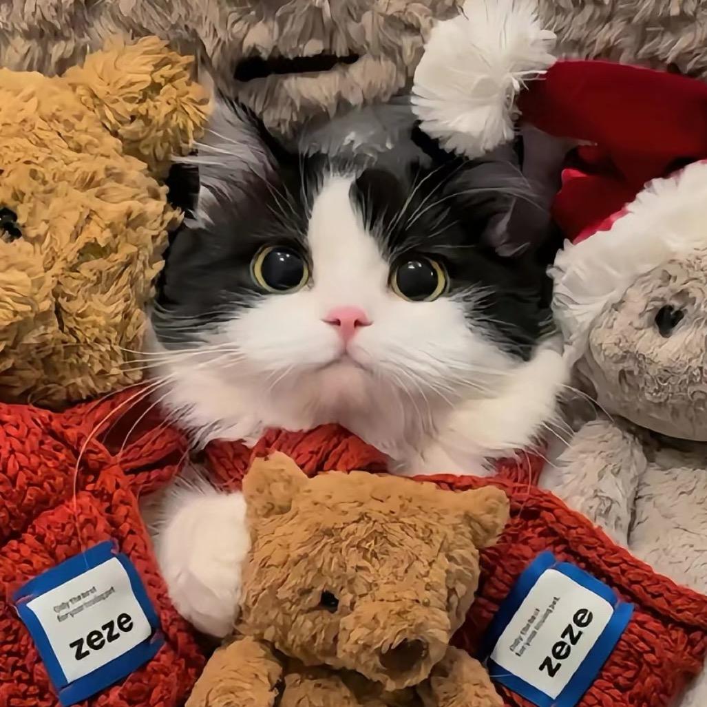 不会走失的猫咪