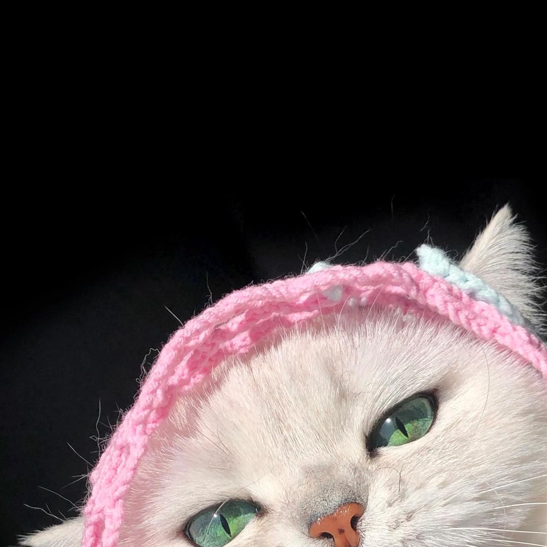 猫6超友趣