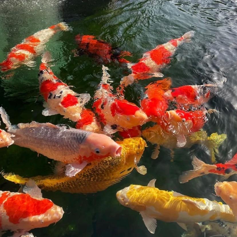 昆山品川养鲤场