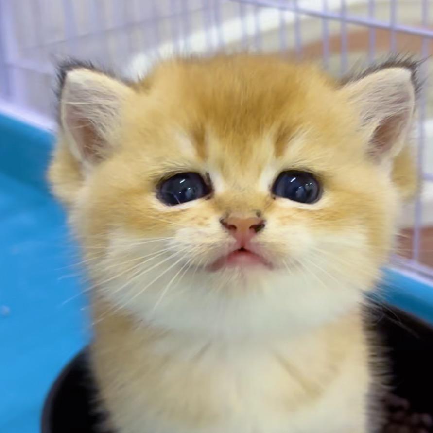 猫咪小舍