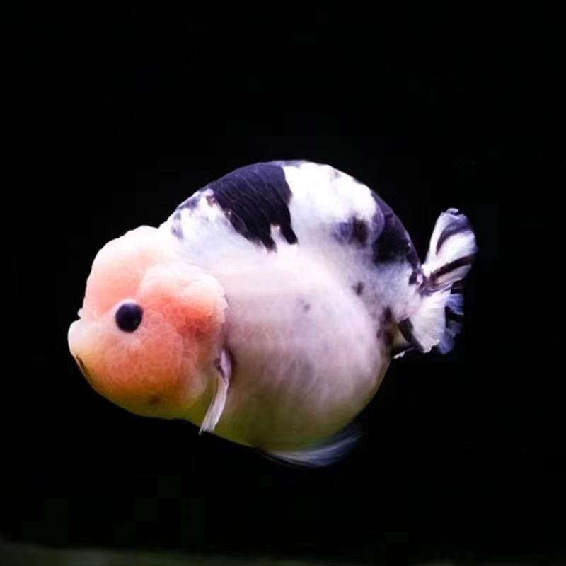 （二店）福州王氏金鱼养殖场