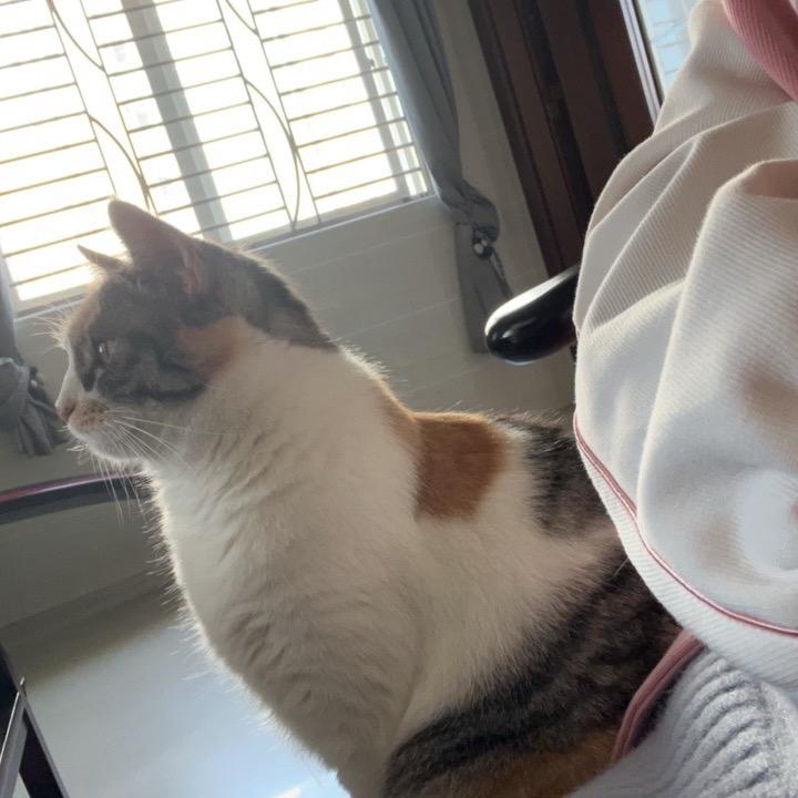 猫贪余温。