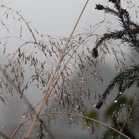 毛毛雨