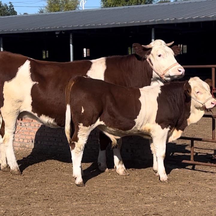小文🐮养殖