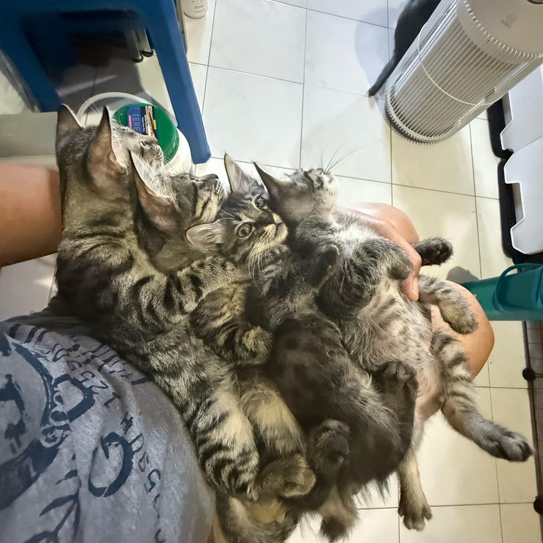 猫奴
