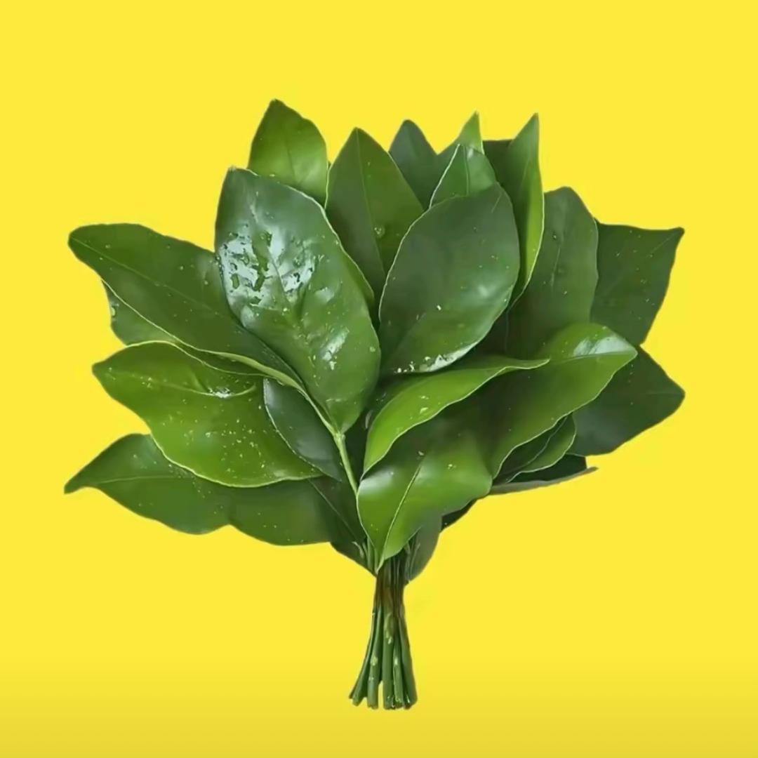 孟菲特💃