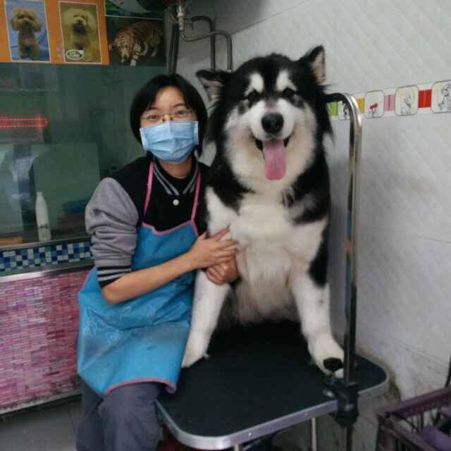 小小Q的工作与日常生活