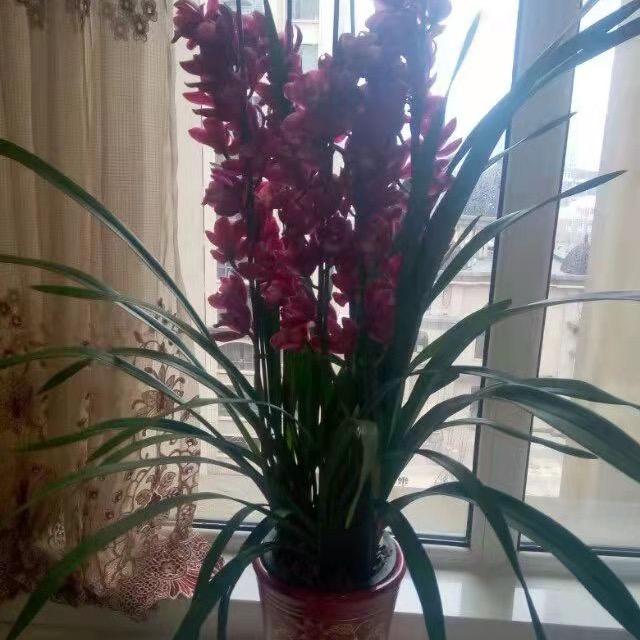 🌺 大舞小舞 🌺