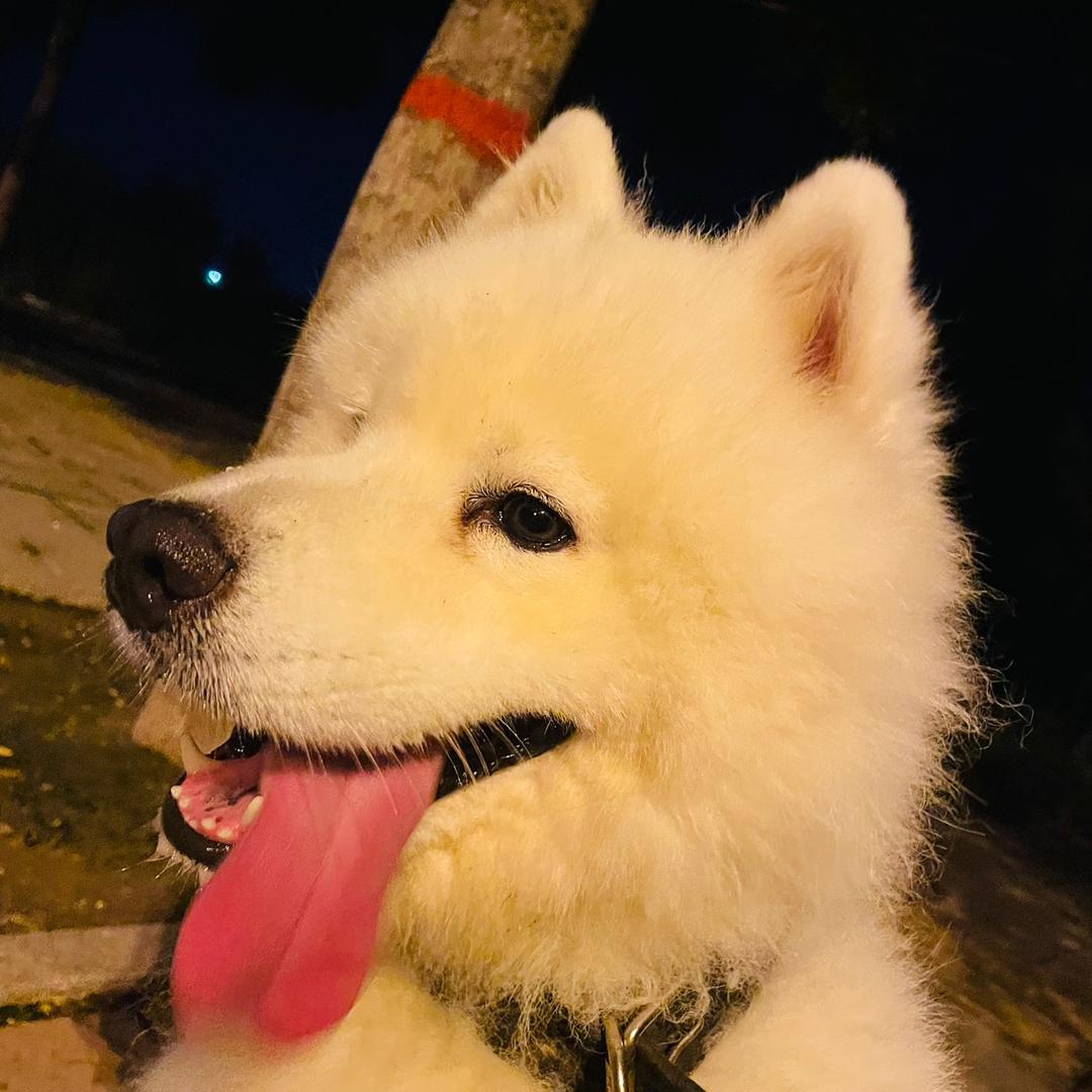 加了奶昔的布丁