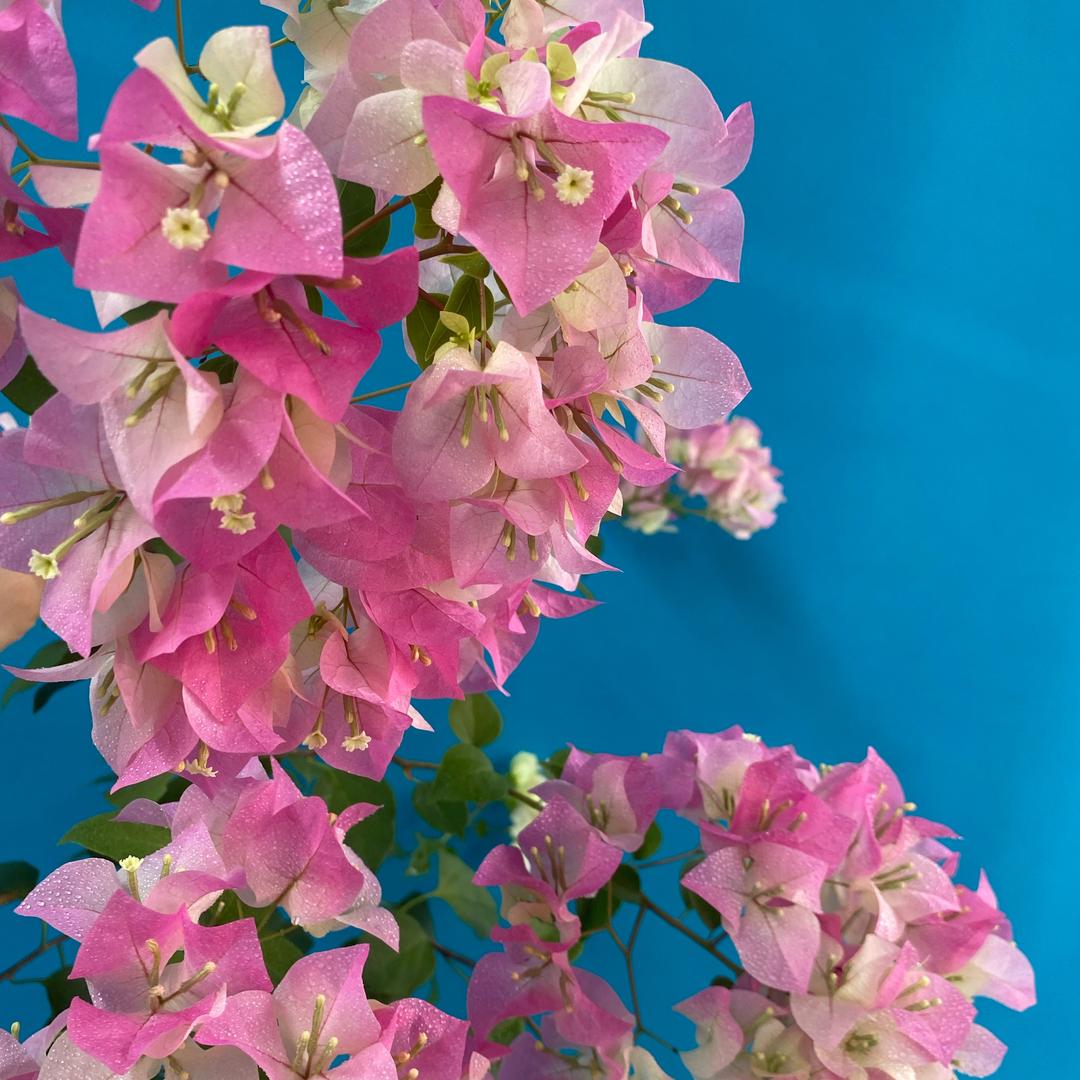 芊芊三角梅花卉